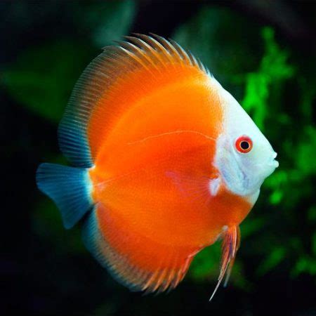 Quality Discus Fish for Sale Shipped to your door since 1987.